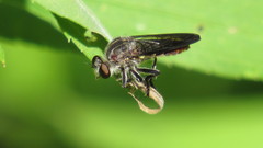 Heteropogon macerinus