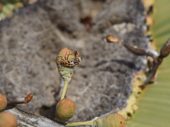 Probergrothius angolensis