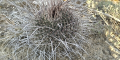 Mammillaria mystax