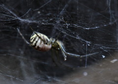 Prosoponoides sinense