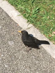 Turdus merula