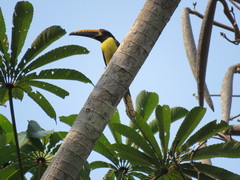 Pteroglossus inscriptus