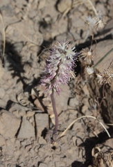 Lachenalia comptonii