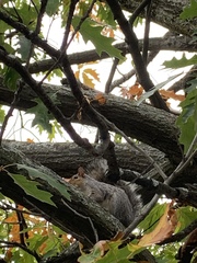 Sciurus carolinensis