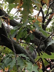 Sciurus carolinensis