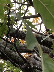 Sciurus carolinensis