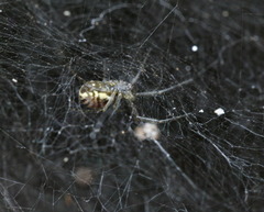 Prosoponoides sinense