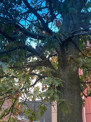 Sciurus carolinensis