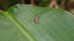 Cholus nigrofasciatus