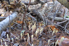 Clavariadelphus ligula