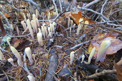 Clavariadelphus ligula