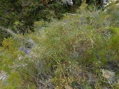 Coleonema calycinum