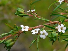 Coleonema calycinum