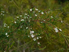 Coleonema calycinum