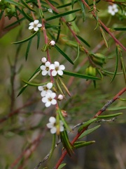 Coleonema calycinum