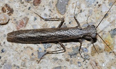 Perlamantis alliberti