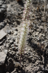 Lachenalia comptonii