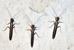 Perlamantis alliberti