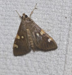 Rehimena leptophaes