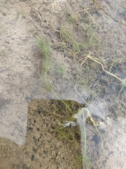 Chara corfuensis