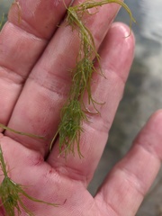 Chara corfuensis