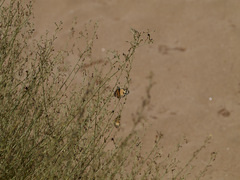 Colotis calais williami