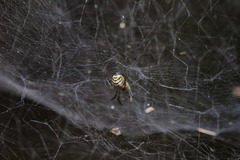 Prosoponoides sinense