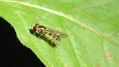 Xanthogramma flavipes