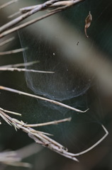 Prosoponoides sinense