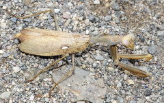 Sphodromantis viridis