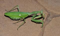 Sphodromantis viridis