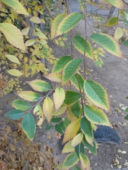Ulmus glabra