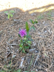 Vernonia texana