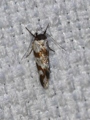 Isomoralla gephyrota