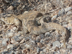 Varanus albigularis angolensis