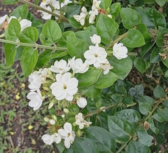 Jasminum sambac