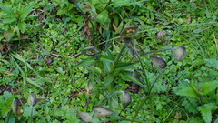 Commelina tuberosa