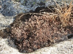 Sedum pedicellatum