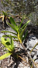Angraecum