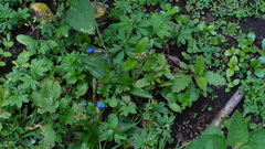 Commelina tuberosa