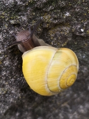 Cepaea hortensis