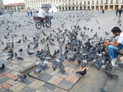 Columba livia domestica
