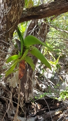 Angraecum leonis