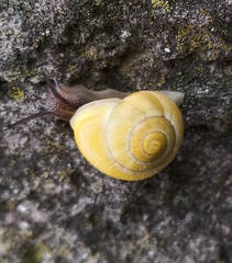 Cepaea hortensis