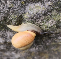 Cepaea nemoralis