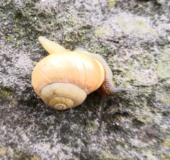 Cepaea nemoralis