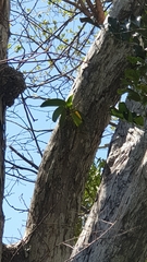 Angraecum leonis