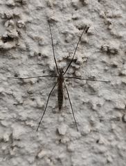 Tipula pagana