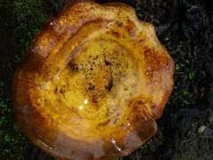 Paxillus involutus