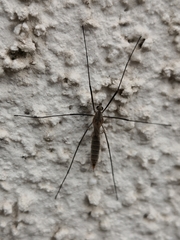 Tipula pagana
